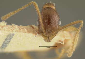 Media type: image; Entomology 20616   Aspect: head frontal view